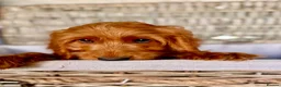Cockapoo dogs for sale: WAITLIST FOR CHOCOLATE TAN COCKAPOOS NOW OPEN - Advert 10