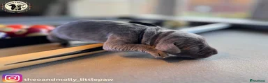 Weimaraner 2