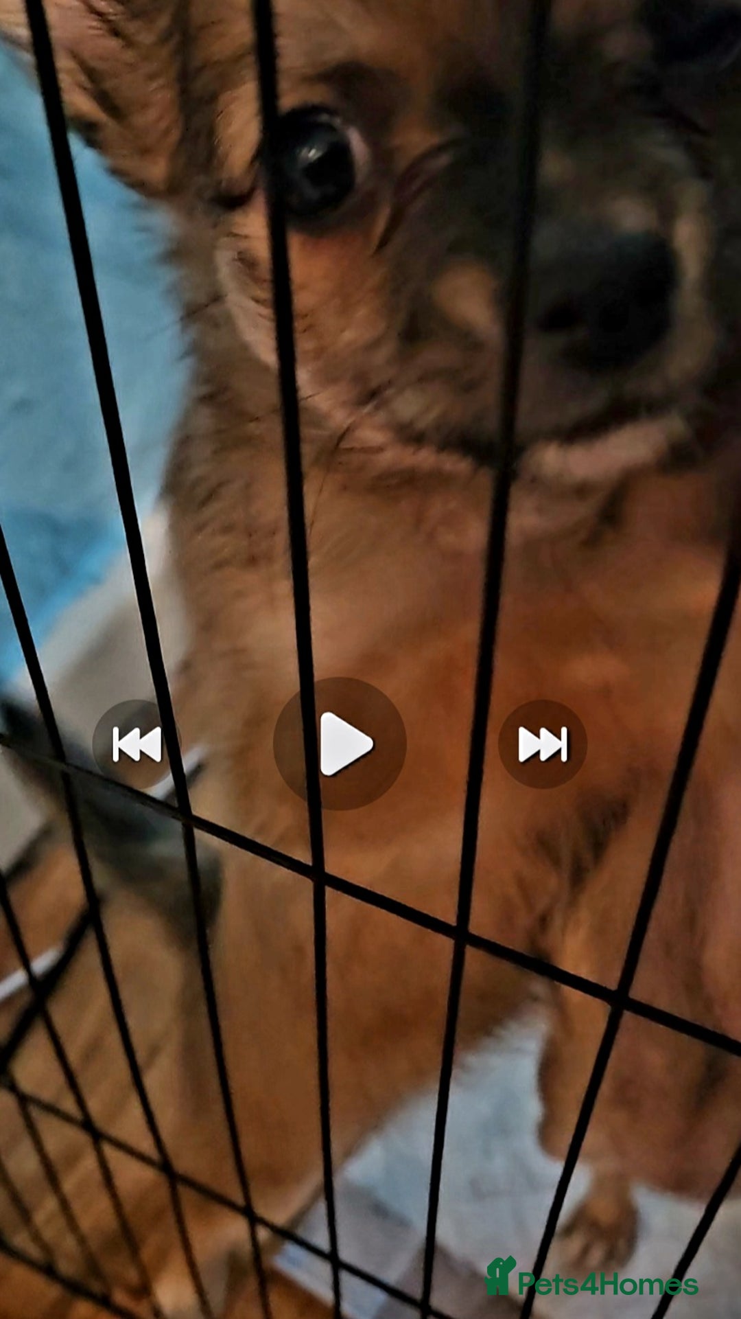 Chihuahua dogs for sale: 2x 13 old week beautiful Chihuahua Pups for sale  - Advert 9