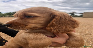 Cocker Spaniel dogs - Advert 1