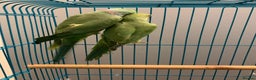 Ringnecks birds for sale: URGENT Bonded pair of ringnecks need an owner NOW! - Advert 2