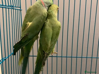 Ringnecks birds Bonded pair of ringnecks need an owner now!! - Advert 1