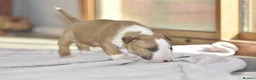 Miniature Bull terrier dogs for sale: Excellent miniature english bull terrier puppies  - Advert 10