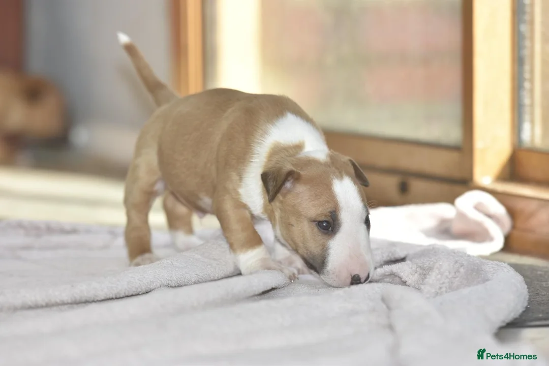 Miniature Bull terrier dogs for sale: Ready to leave! Excellent mini bull terrier pups  - Advert 16