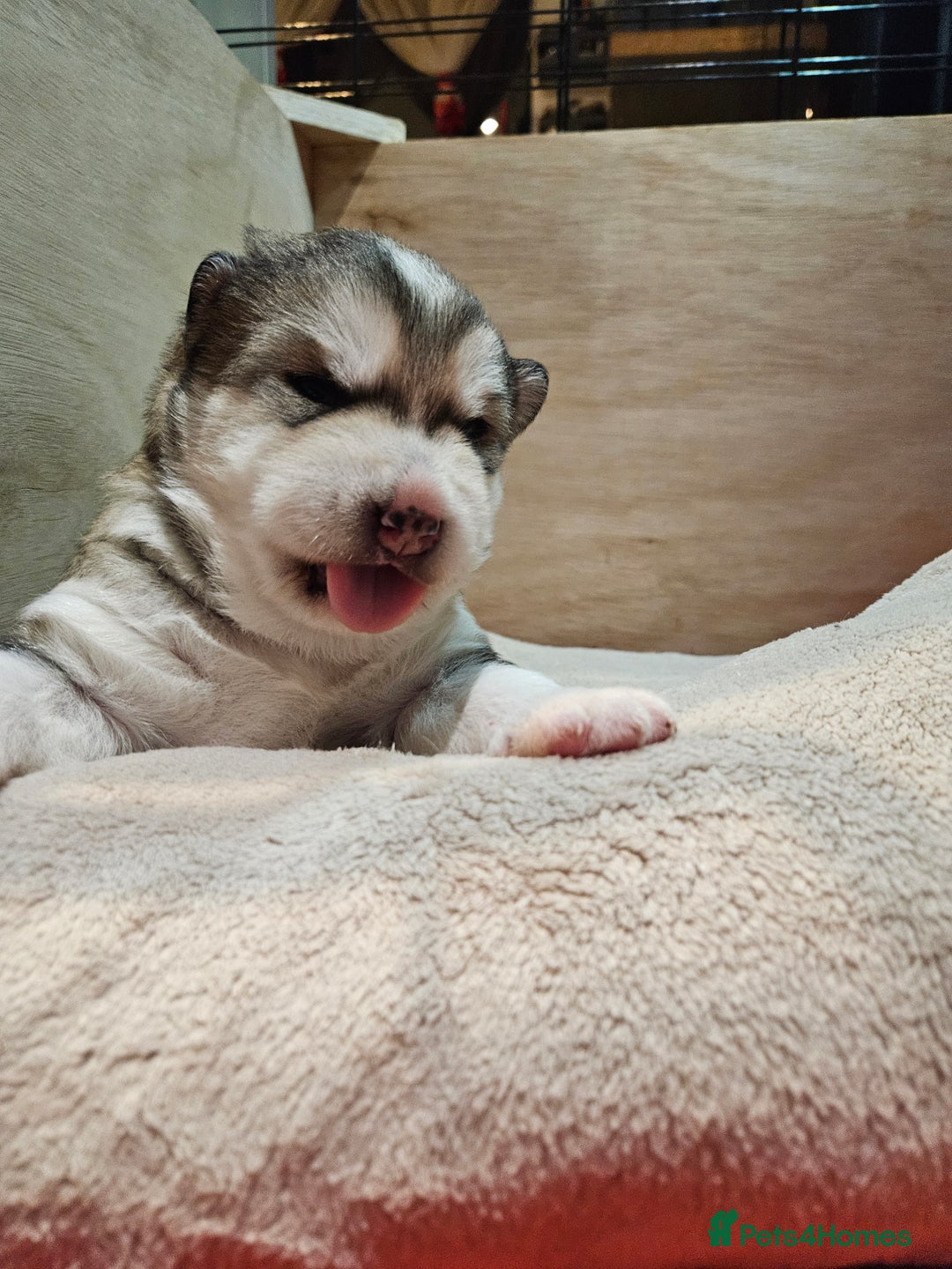 Alaskan Malamute dogs for sale: Litter B  - Advert 11