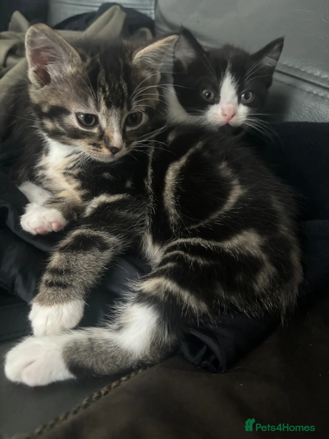 Mixed Breed cats for sale: Ragdoll x kittens  in Bradford - Advert 2