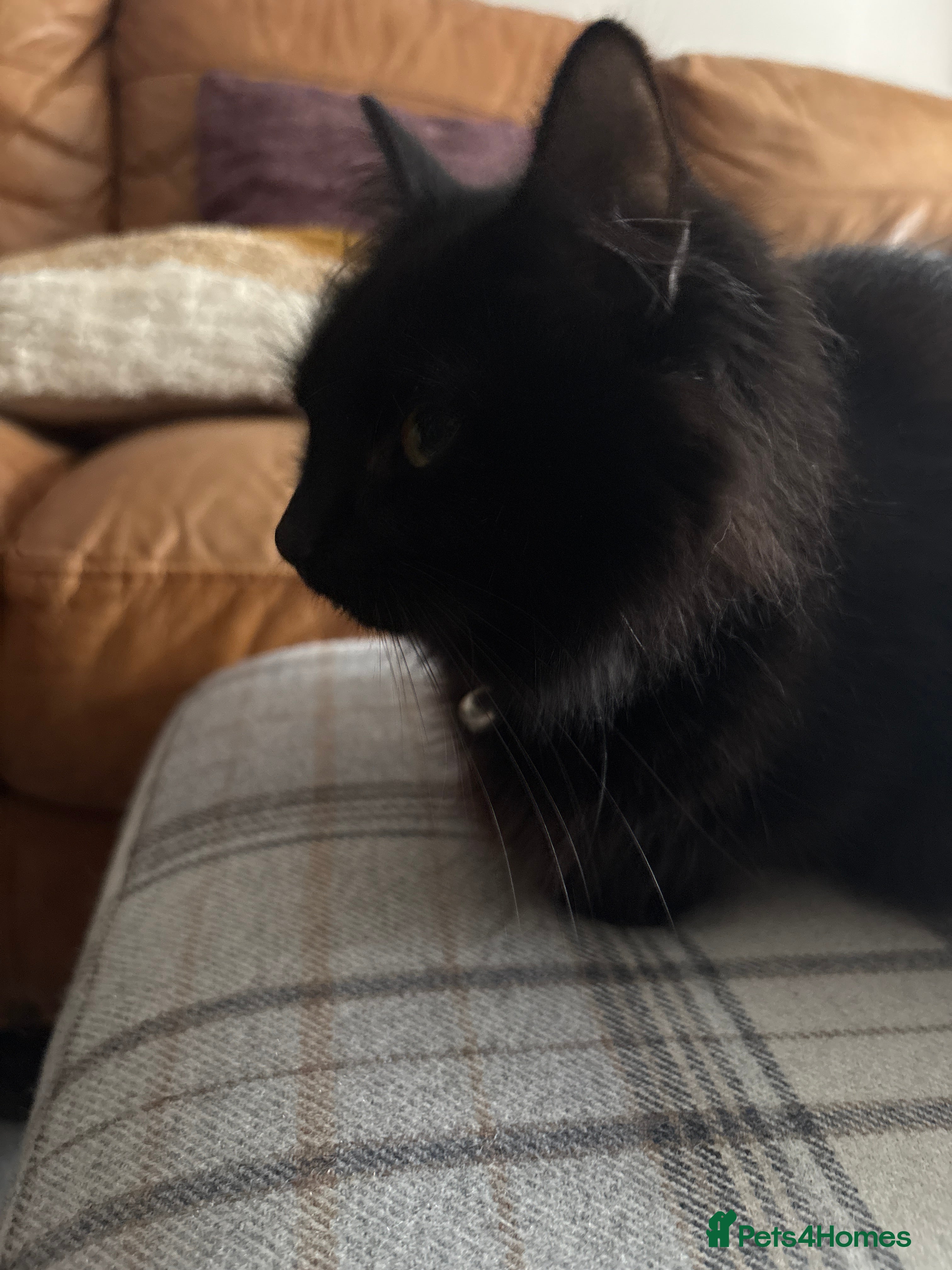 Mixed Breed cats Black fluffy Kittens  - Advert 1