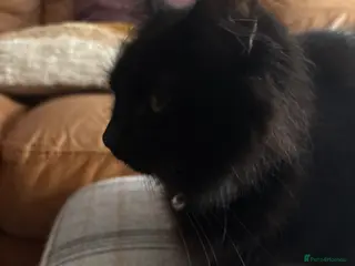 Mixed Breed cats Black fluffy Kittens - Advert 2