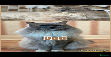 Ragdoll cats 👑 GCCF REGISTERED RAGDOLL KITTENS 👑 - Advert 10