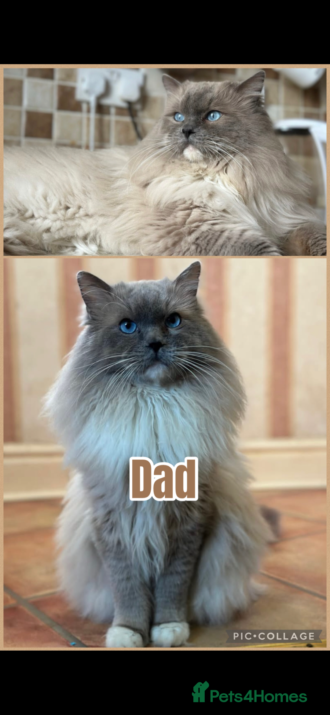 Ragdoll cats for sale: 👑 GCCF REGISTERED CHAMPION RAGDOLL KITTENS 👑 - Advert 3