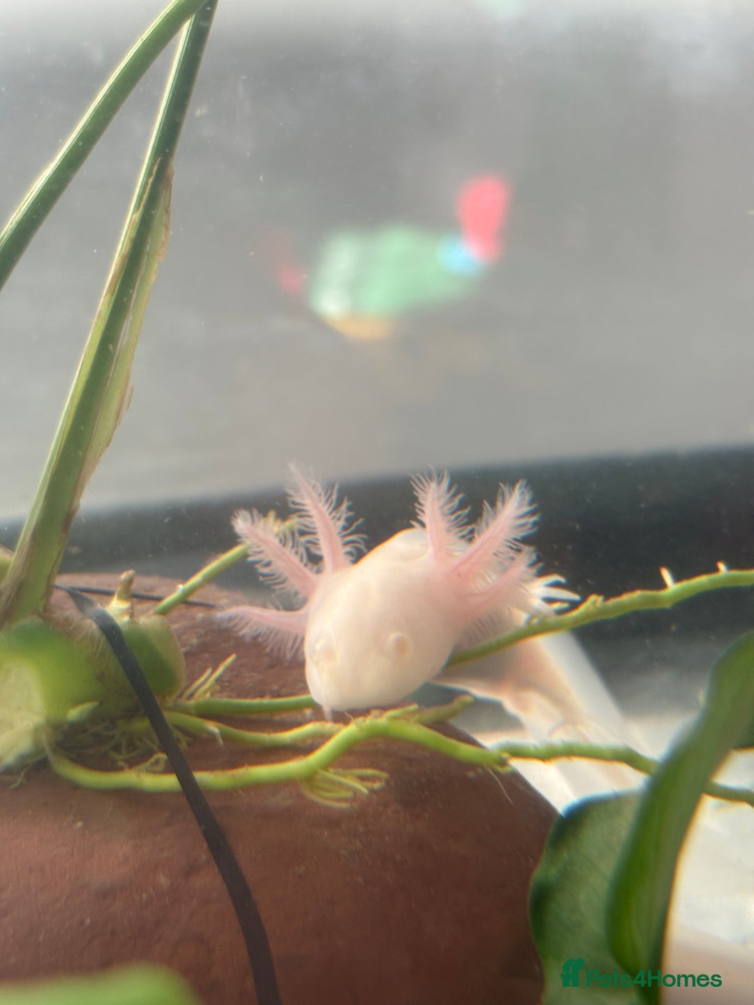 Axolotl reptiles for sale: 5 months old juvenile pink axolotls £30 in Welling - Image 4
