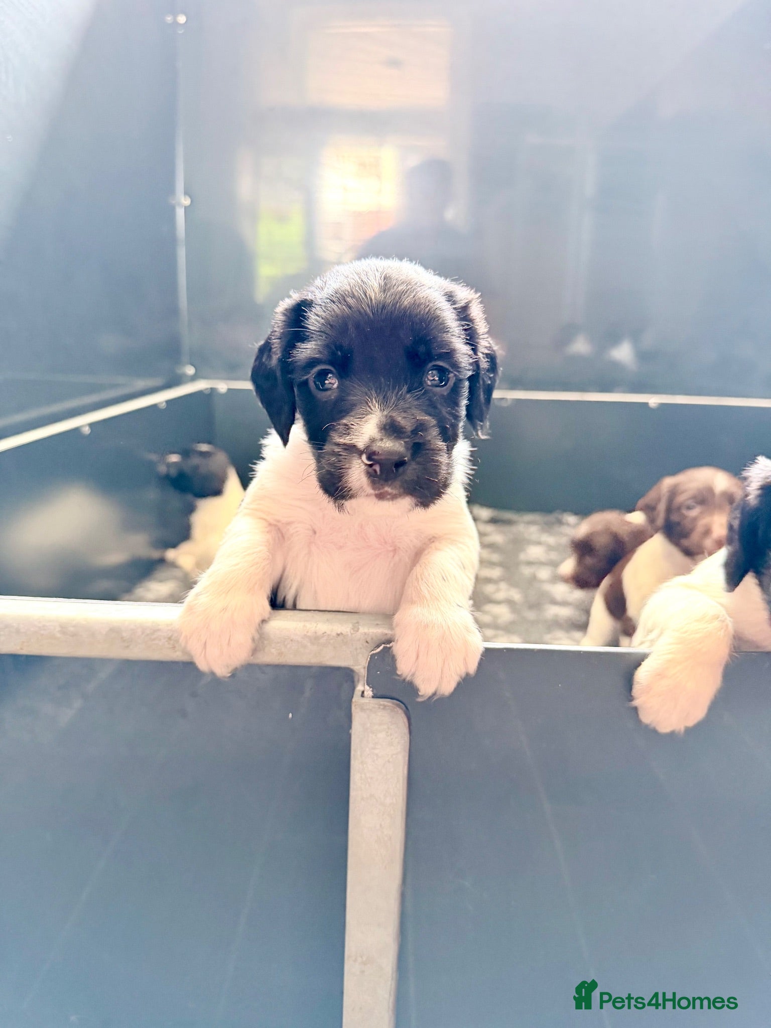 English Springer Spaniel dogs KC FTCH English Springer Spaniel Puppies - Advert 2