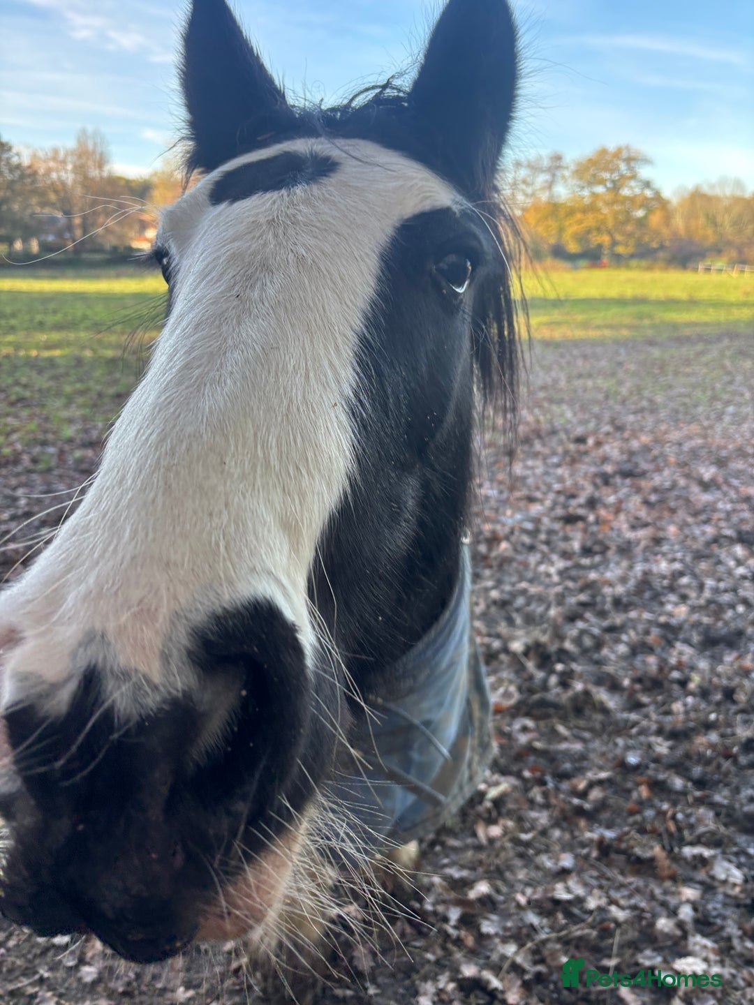 Irish Cob horses for sale: Pc pony / family ,rda lr  - Advert 2