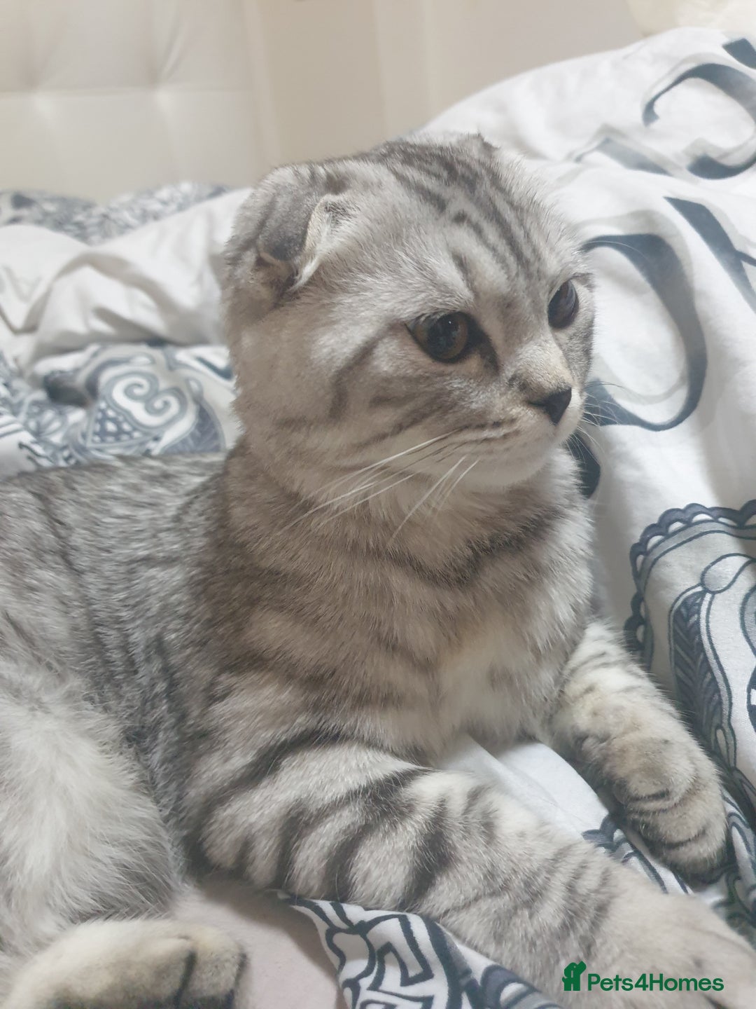 Scottish Fold cats for sale: Adorable kittens❤ - Advert 1