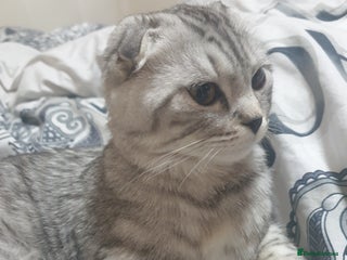 Scottish Fold cats Adorable kittens❤ - Advert 1