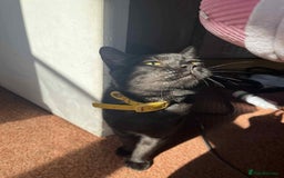 Egyptian Mau cats for sale: Beautiful Male Egyptian Mau x Kitten for Rehoming - Image 2
