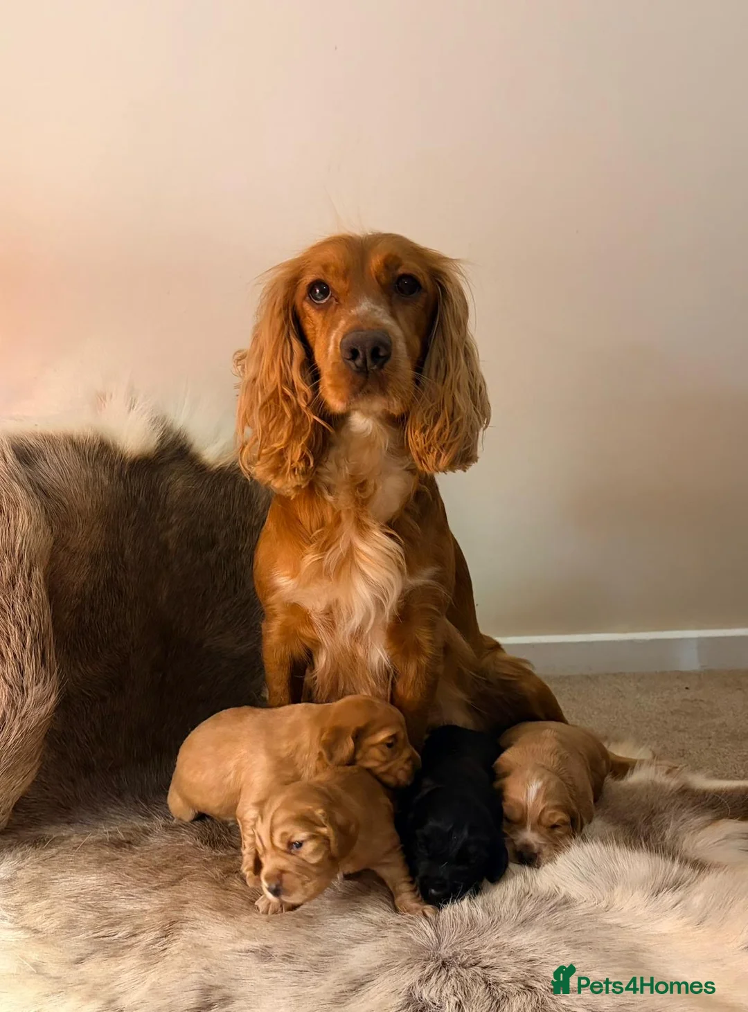 Cocker Spaniel dogs for sale: ✨ Working Cocker Spaniel pups, ready 7th March ✨ - Advert 1