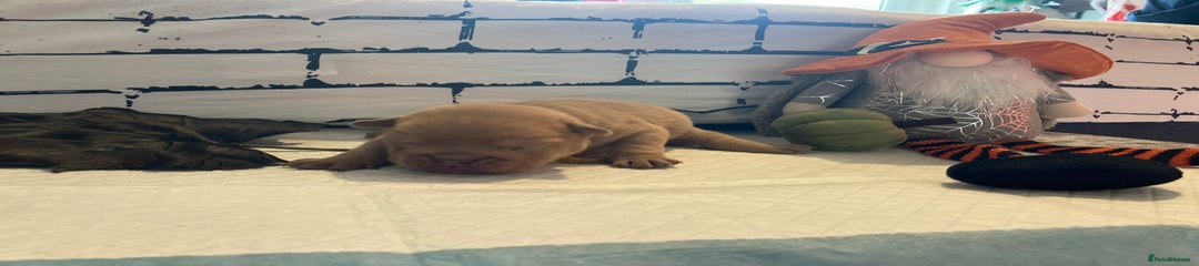 English Bulldog Puppy 8