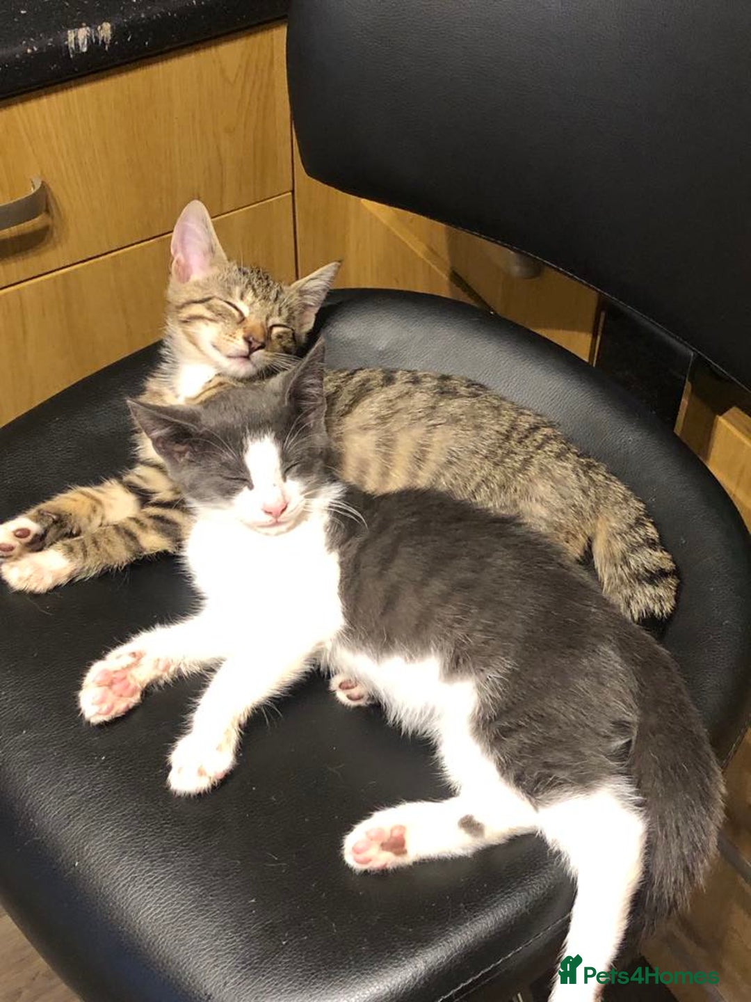 Mixed Breed cats for sale: Beautiful kittens for sale  - Image 10
