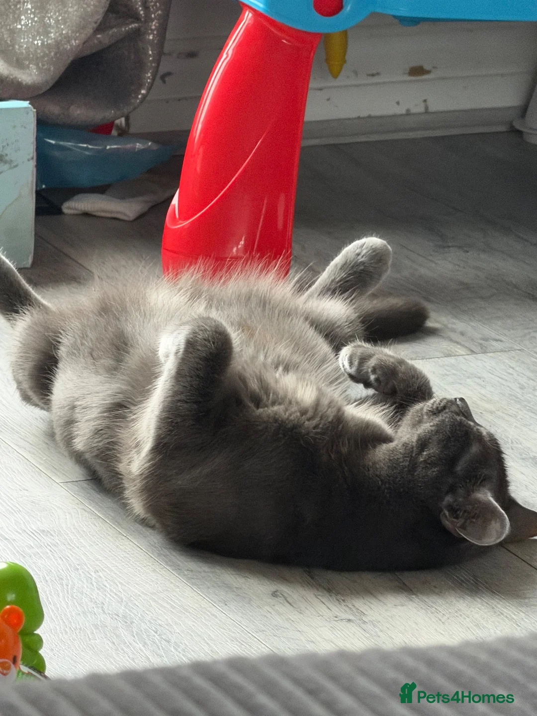 Mixed Breed cats for sale: URGENT REHOME GREY FEMALE - Advert 1