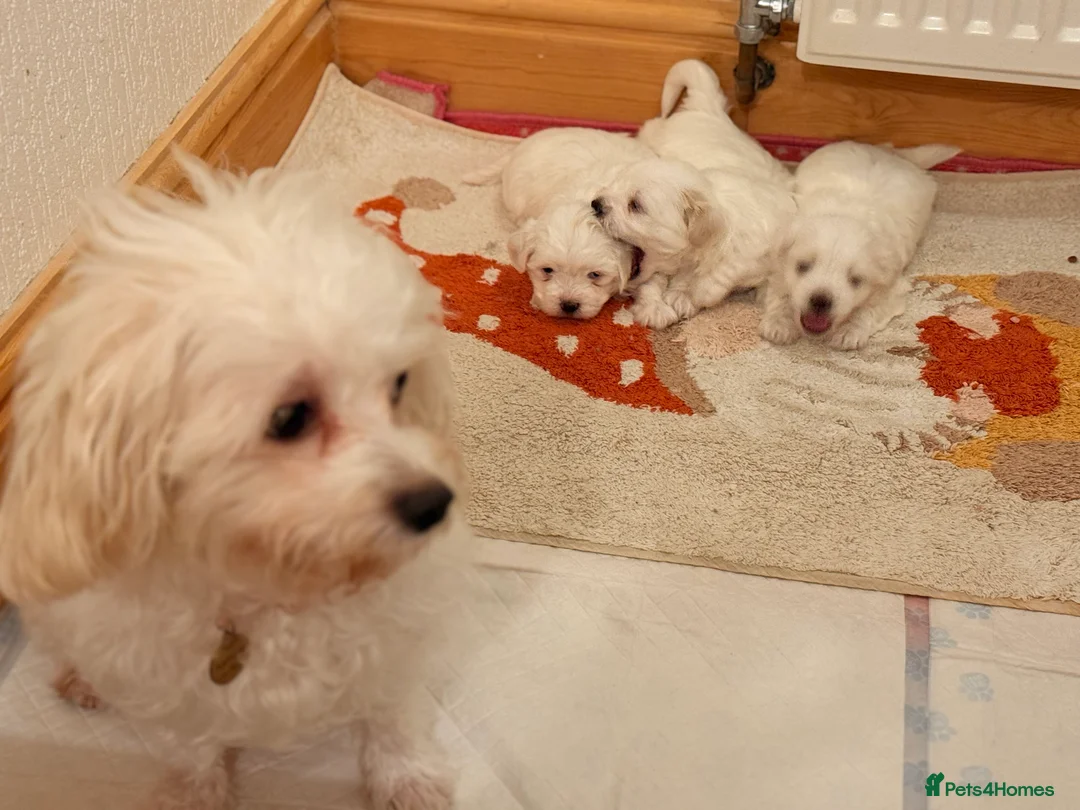 Maltese dogs for sale: Exceptional Purebred Maltese Puppies - Advert 6