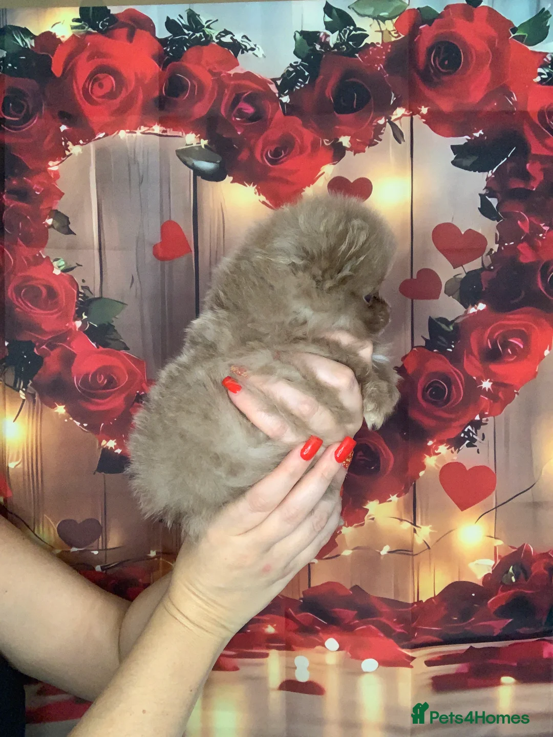 Pomeranian dogs for sale: UNIQUE BEAR FACE POMERANIAN LITTER - Advert 20