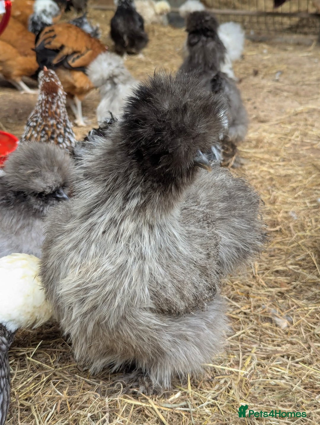 Chickens poultry for sale: Beautiful POL Pullets USA Silkies, Polish bantams  - Image 6