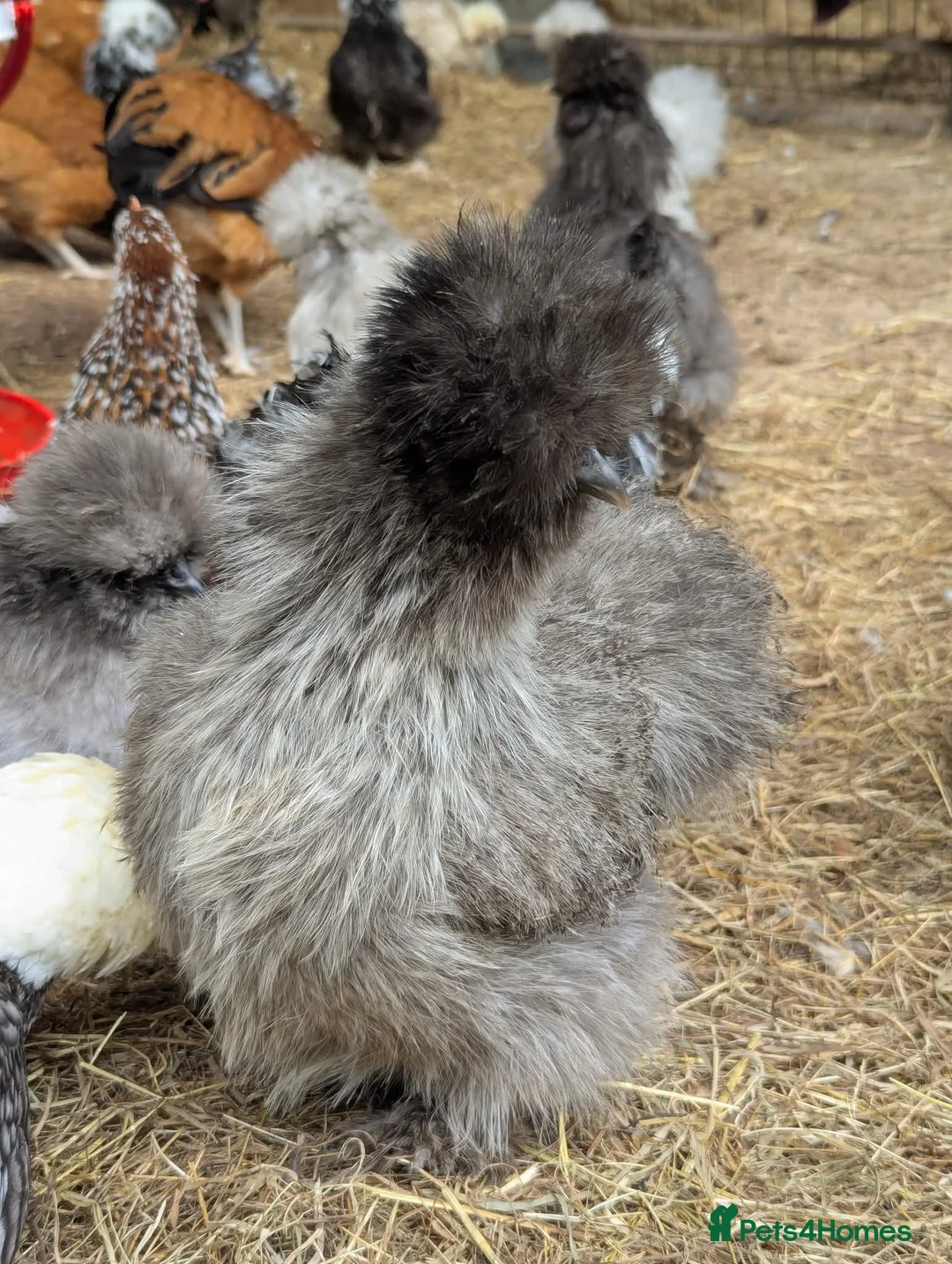 Chickens poultry for sale: Beautiful Polish bantam growers left  - Advert 6