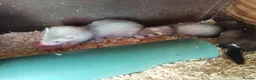 Ferret rodents for sale: Micro x semi angora - Advert 7