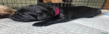 Labrador Retriever 6