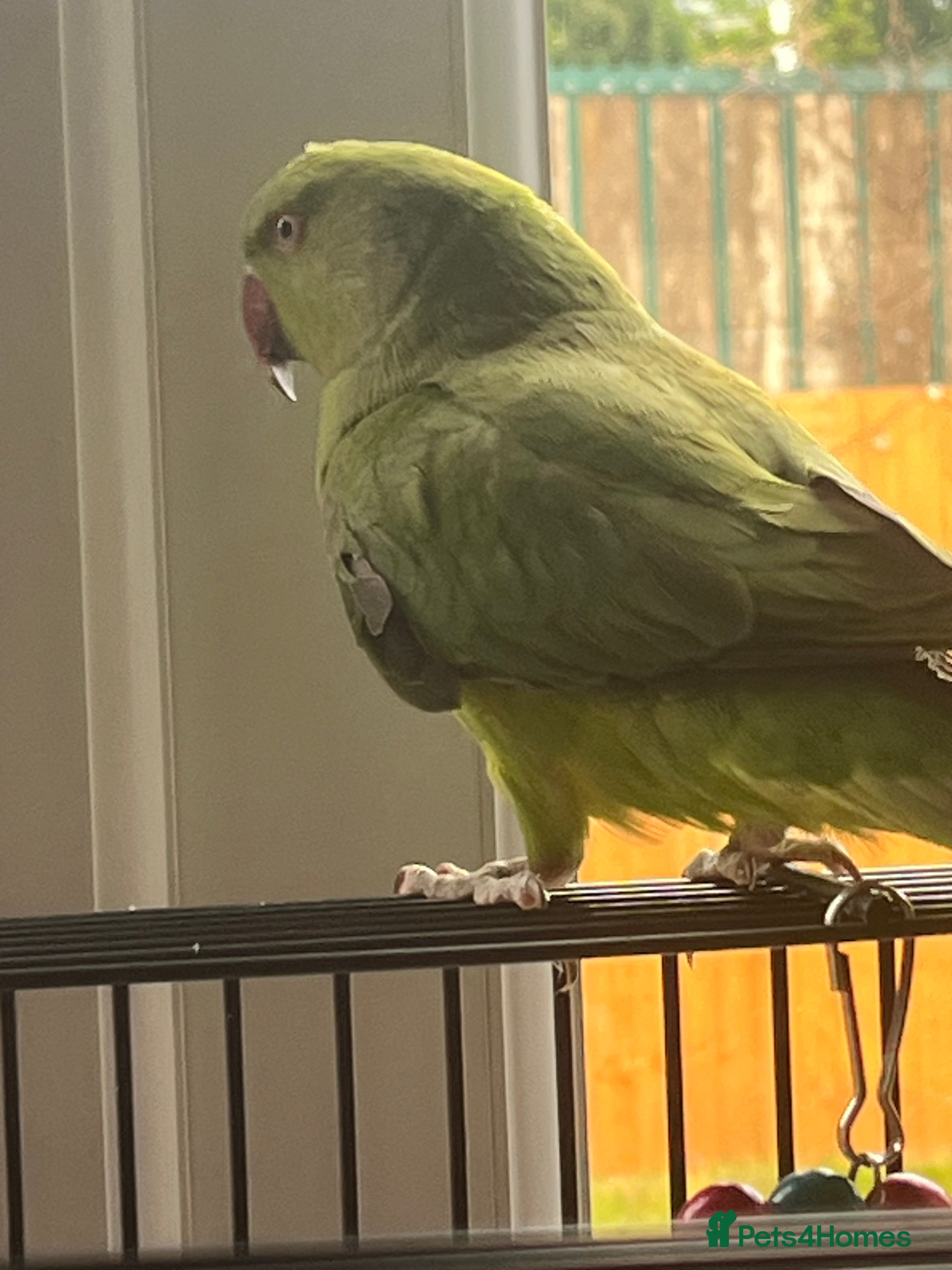 Ringnecks birds Indian ring neck parakeet - Advert 1