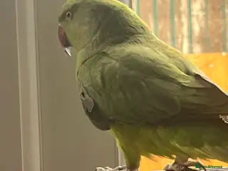 Ringnecks birds Indian ring neck parakeet - Advert 1