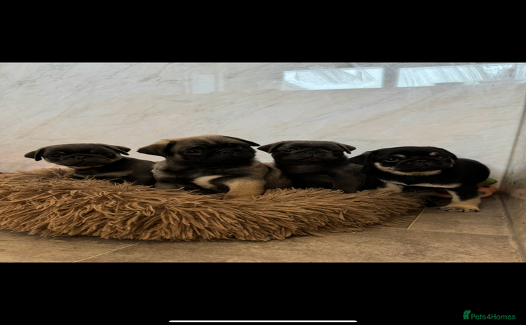 Pug dogs - Advert 1
