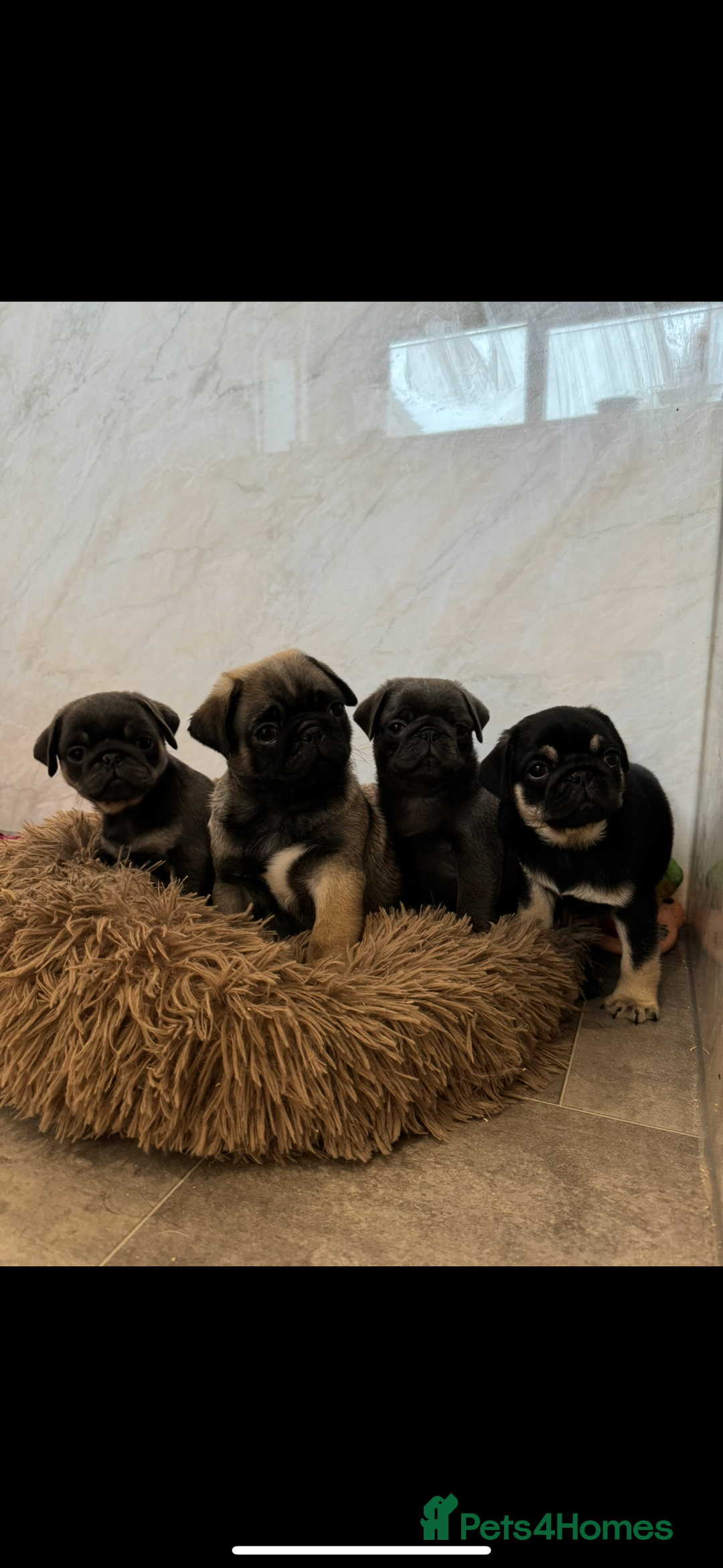 Pug dogs for sale: Stunning pug pups🤍due Oct 2025-ready 15-24th Dec - Image 2