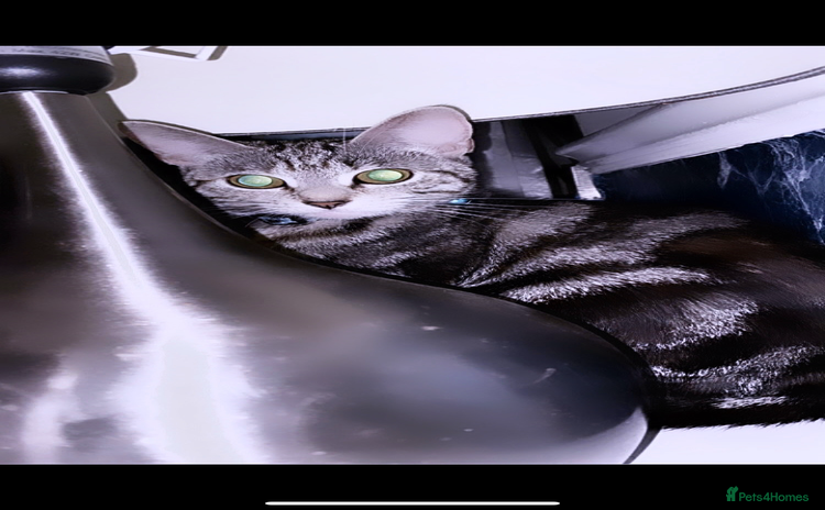 British Shorthair cats - Advert 3