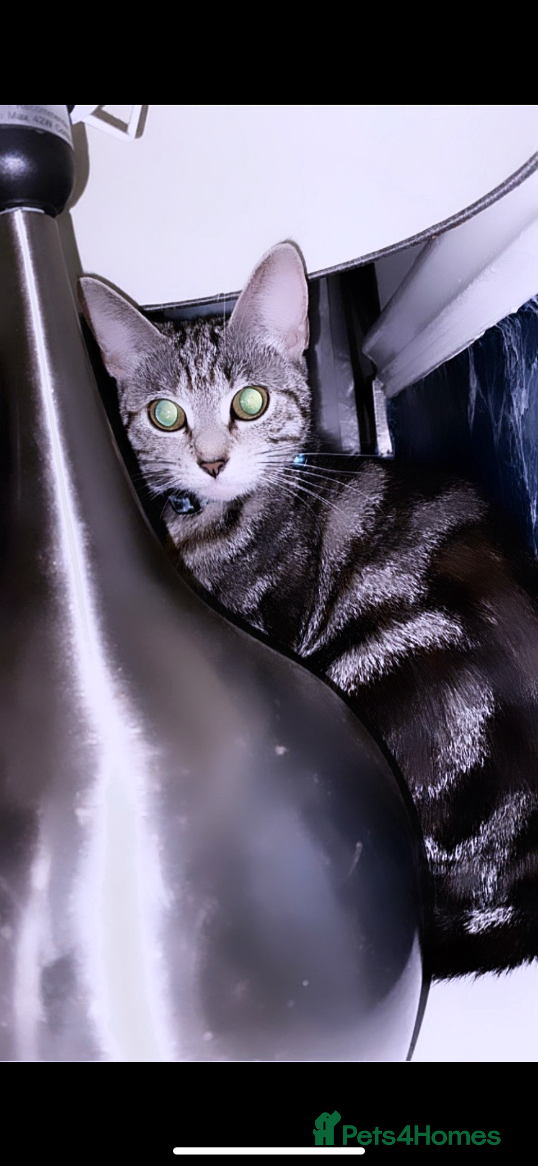 British Shorthair cats for sale: Grey and white shirt hair female  - Image 1