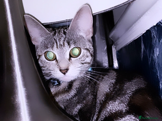 British Shorthair cats for sale - Advert 1