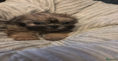 Shih Tzu dogs - Advert 2
