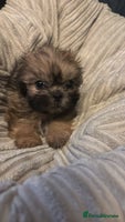 Shih Tzu dogs - Advert 1