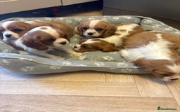 Cavalier King Charles Spaniel dogs for sale: ✨Adorable King Charles Cavalier Puppies✨READY NOW✨ - Advert 25
