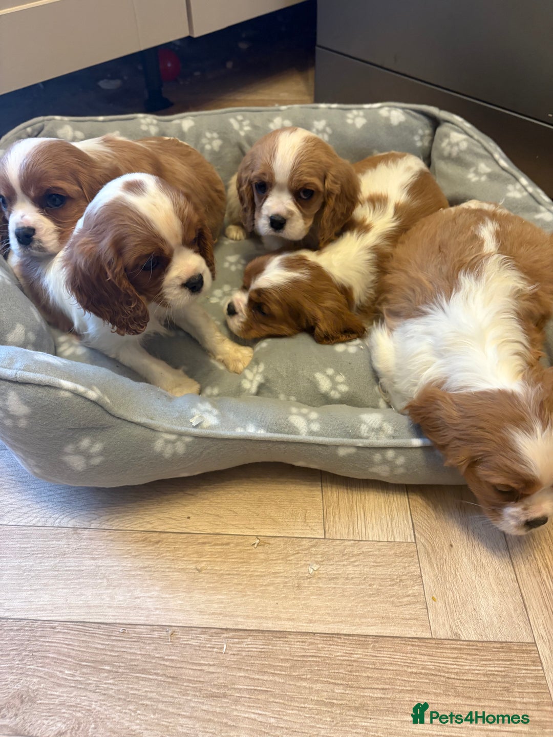 Cavalier King Charles Spaniel dogs for sale: ✨Adorable King Charles Cavalier Puppies✨READY NOW✨ - Advert 25