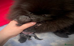 Pomeranian dogs for sale: ** TRUE TO TYPE BLACK POMERANIAN PUPPIES ** - Image 14