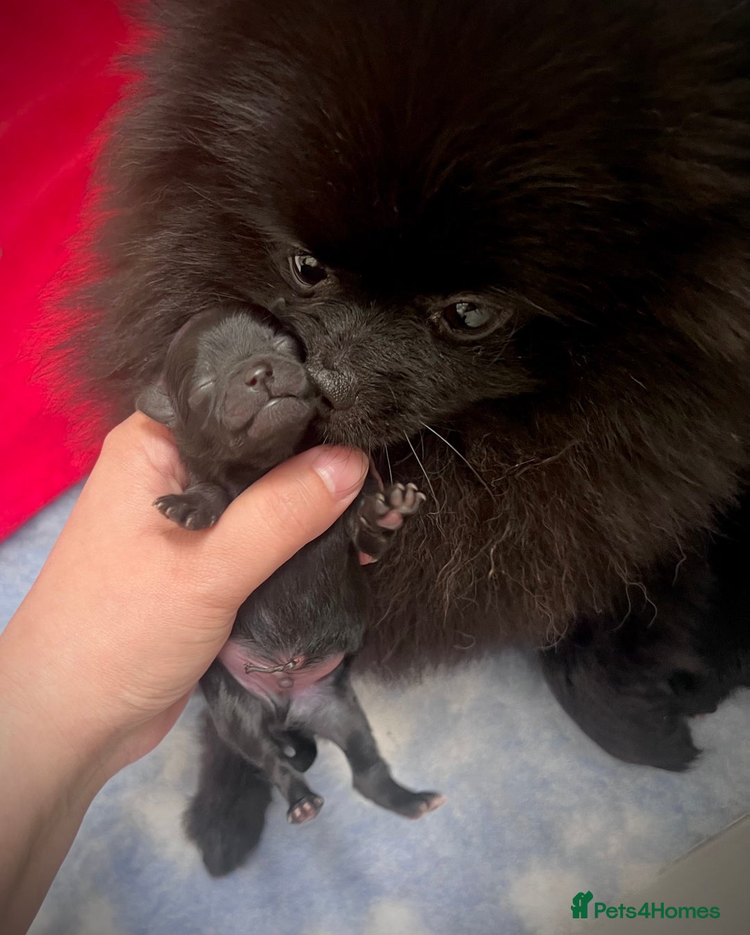 Pomeranian dogs for sale: ** TRUE TO TYPE BLACK POMERANIAN PUPPIES ** - Image 14