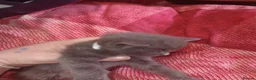 Mixed Breed cats for sale: 5 gorgeous playful male kittens,  in Llanybydder - Advert 17