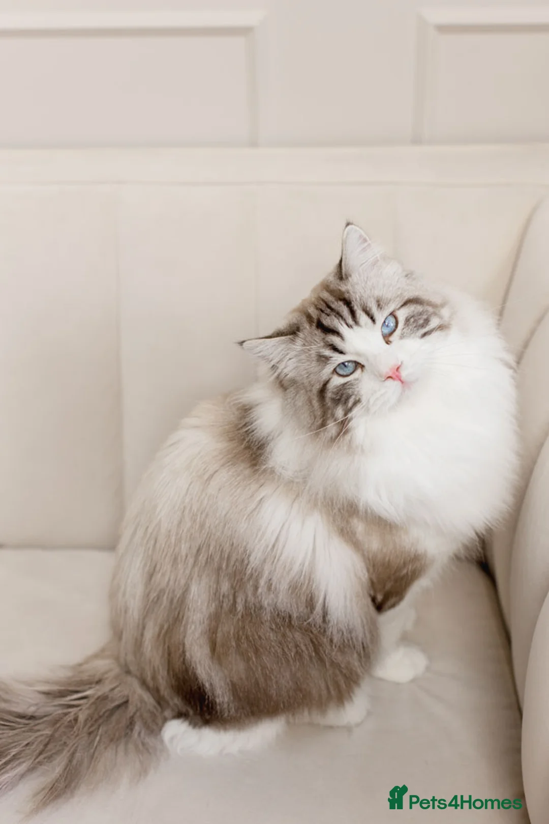 Ragdoll cats for stud: Limited time only Seal Lynx Bicolor Ragdoll (stud) - Advert 2