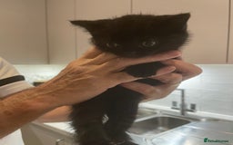 British Shorthair cats for sale: GCCF  black little girl remaining  - Image 3