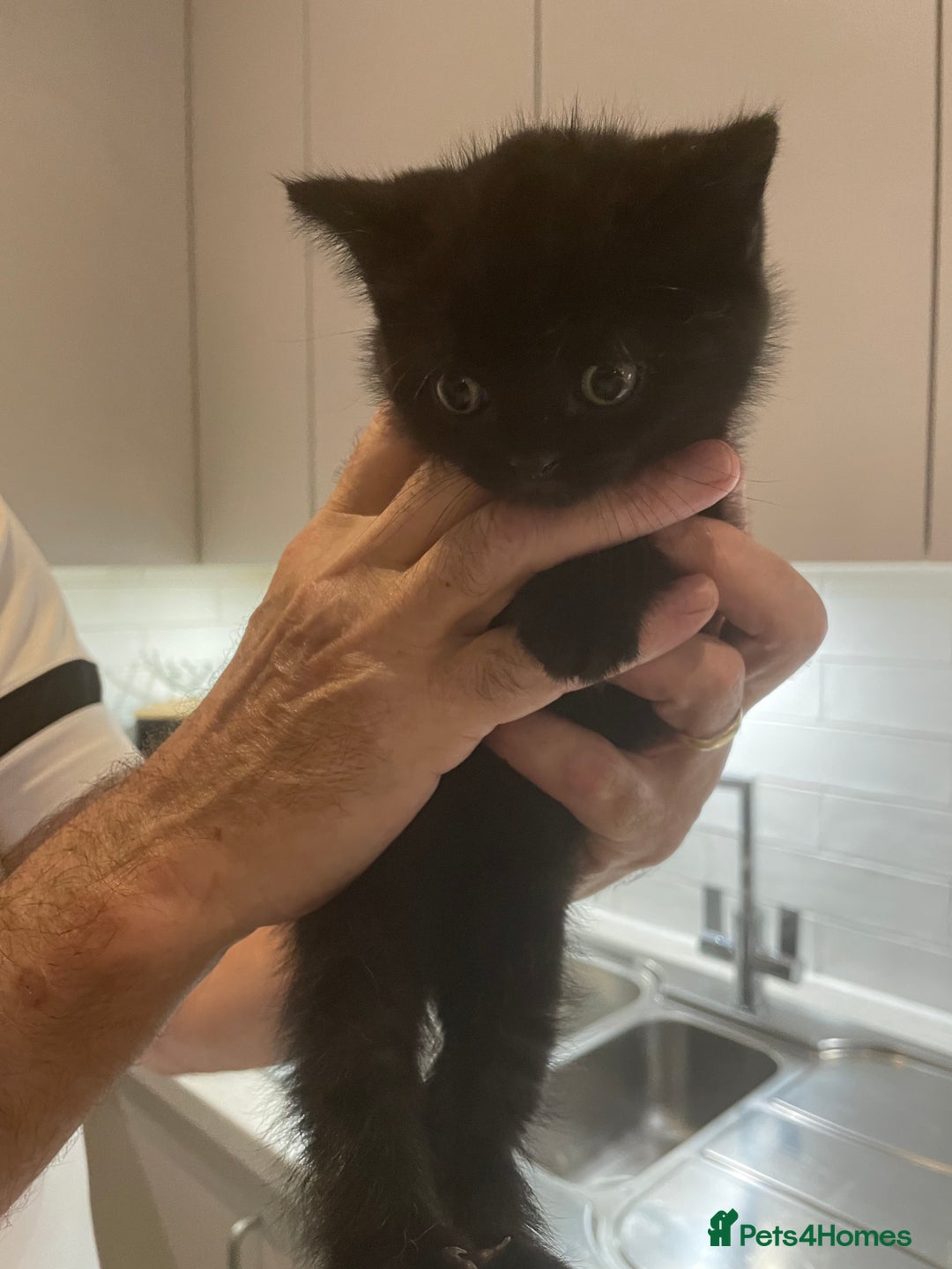 British Shorthair cats for sale: GCCF  black little girl remaining  - Image 3