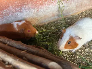 Guinea Pig rodents Male guinea pigs looking for new homes - Advert 3