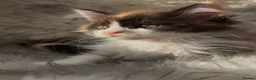 Maine Coon cats for sale: Outstanding GCCF Registered Maine Coon Kittens 🐾  - Advert 21