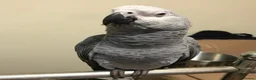 Parrots birds for sale: African Grey Parrots for  sale  in Cardiff - Advert 2